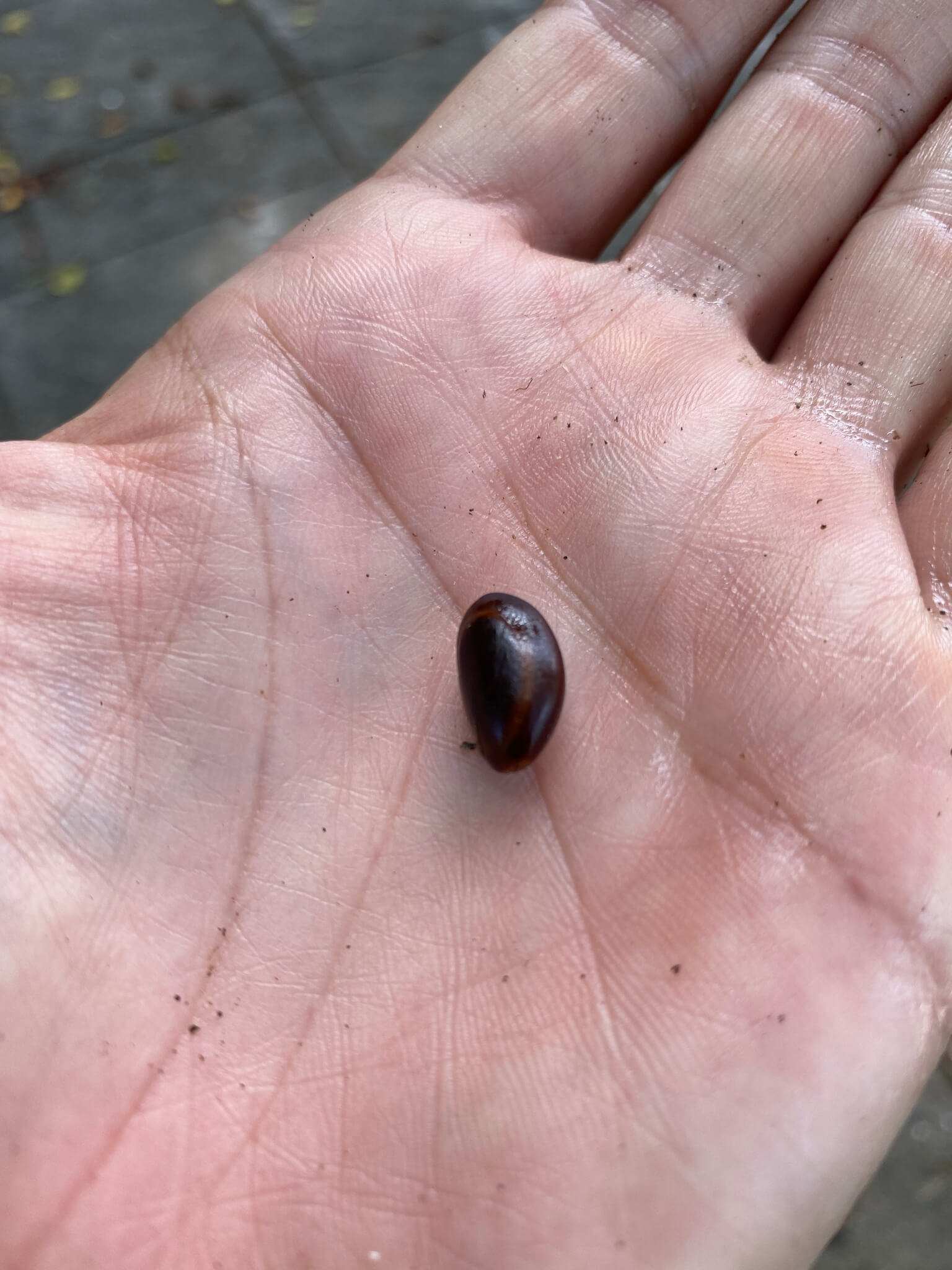 Enterolobium cyclocarpum